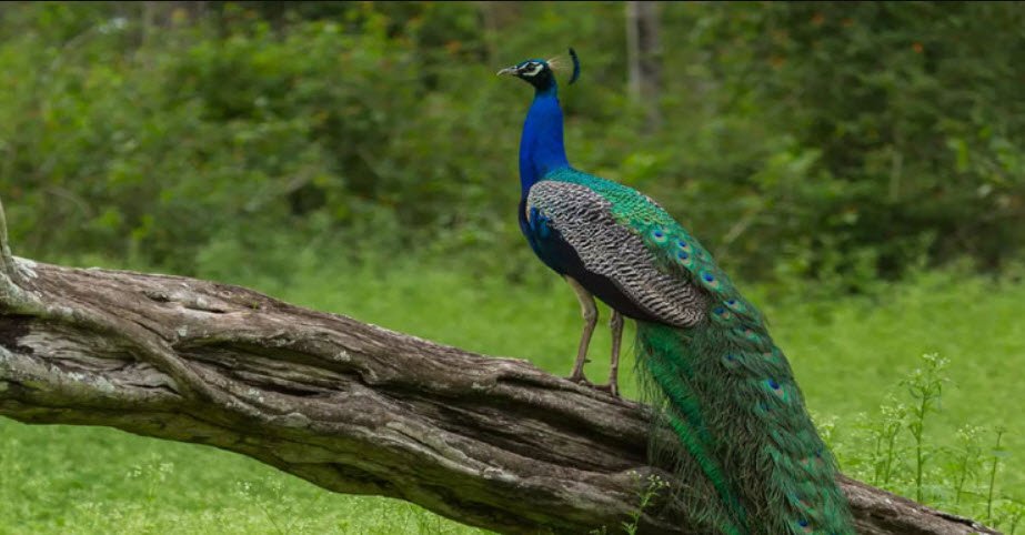 Mudumalai National Park